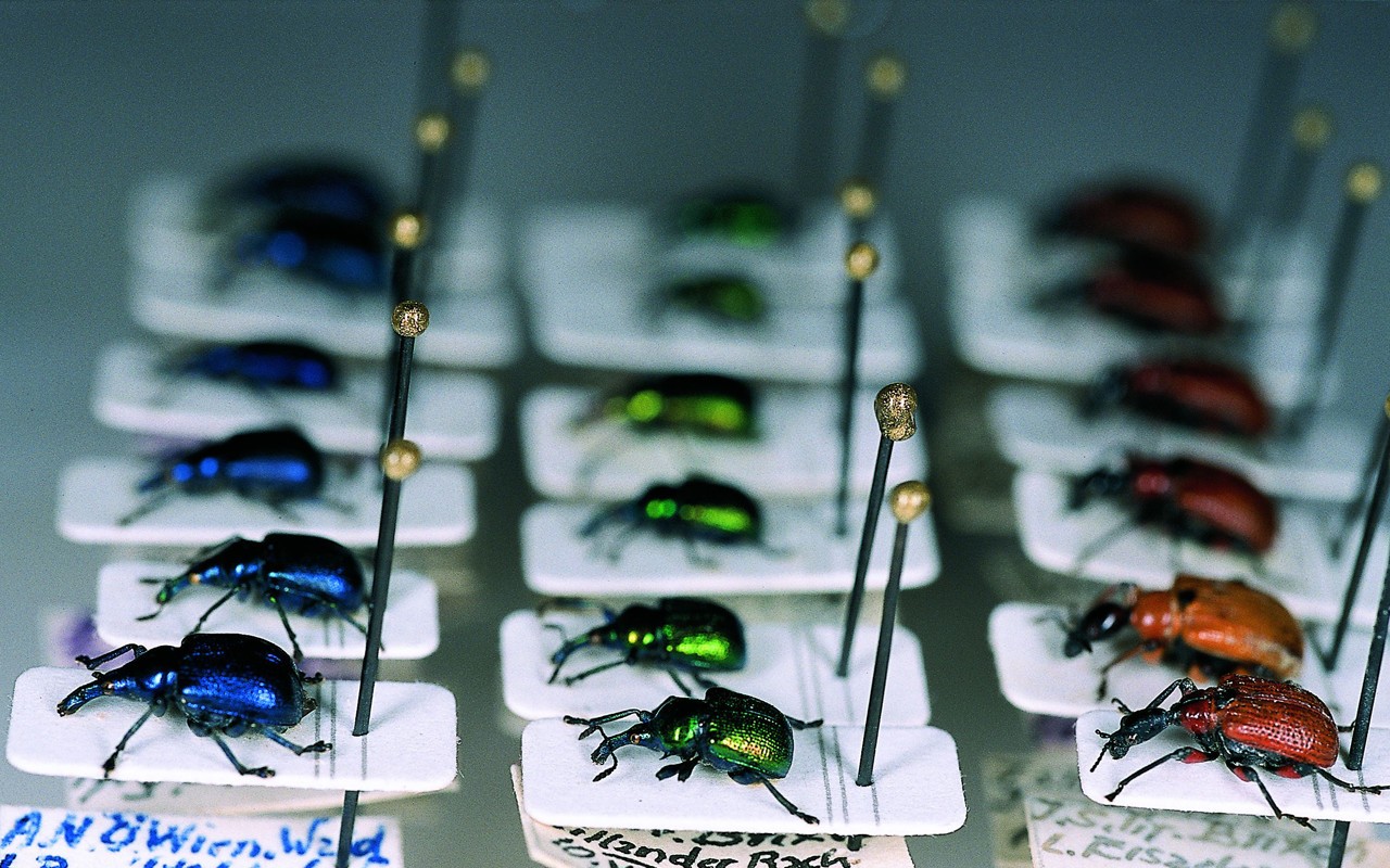 Museo di Scienze Naturali dell’Alto Adige, Collezione Peez