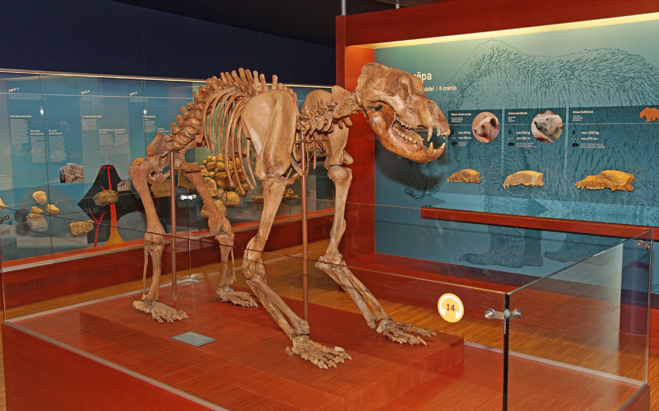 Museum Ladin Ursus ladinicus