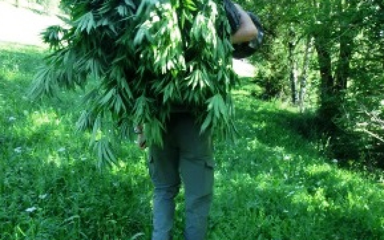 20170630 carabinieri e forestali trasportano la marijuana verso i mezzi