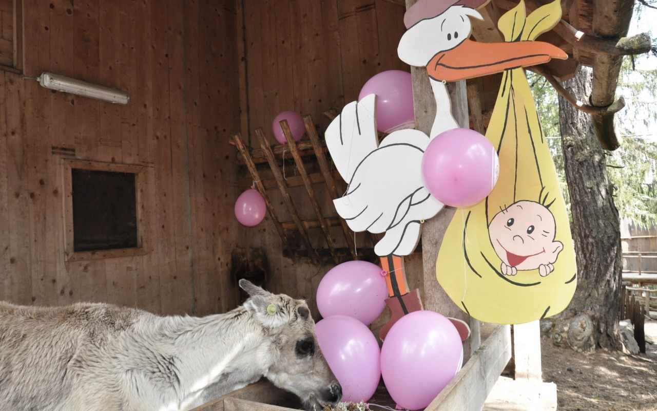 Rentiermama Kelly mit dem Babystorch