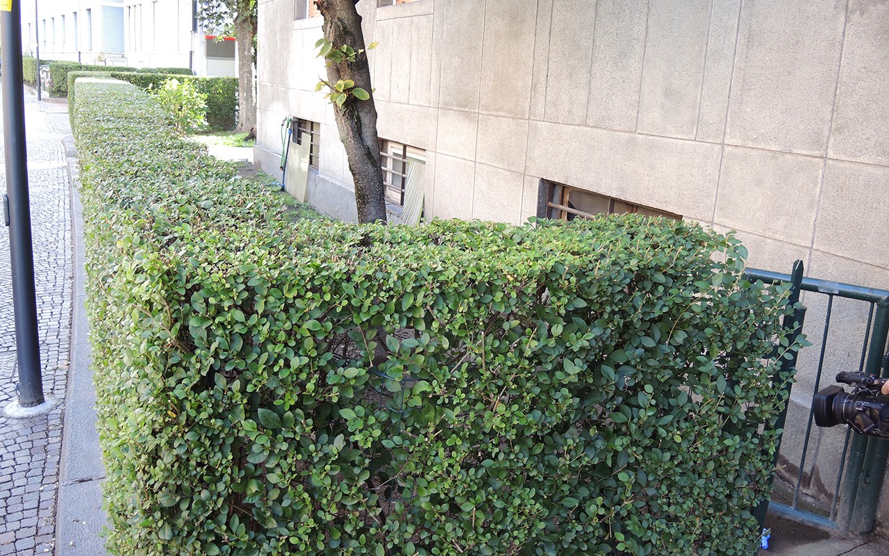 Donna Trovata Morta Giallo Via Firenze – 9