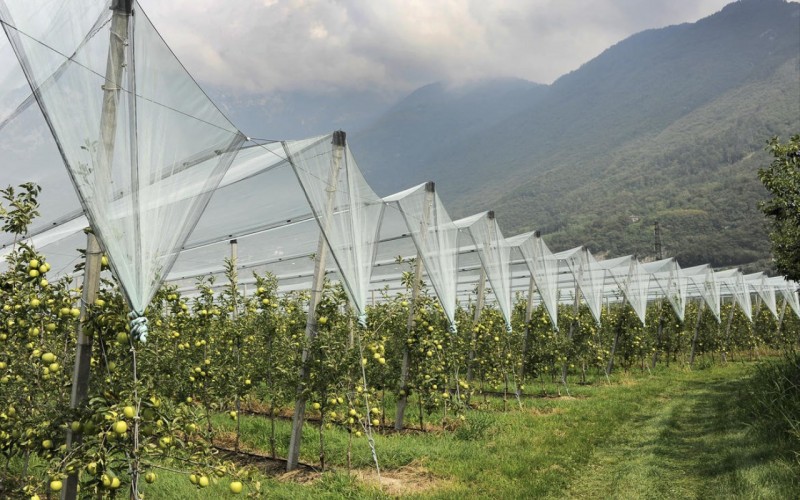 UN’IMPRESA ORTOFRUTTICOLA SU 5 IN TRENTINO ALTO ADIGE È DIGITALIZZATA