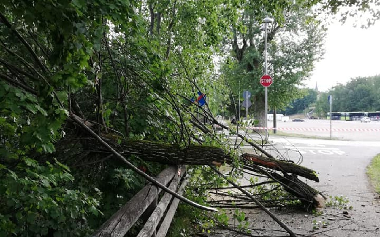 RAMO SPEZZATOSULLASTRADA