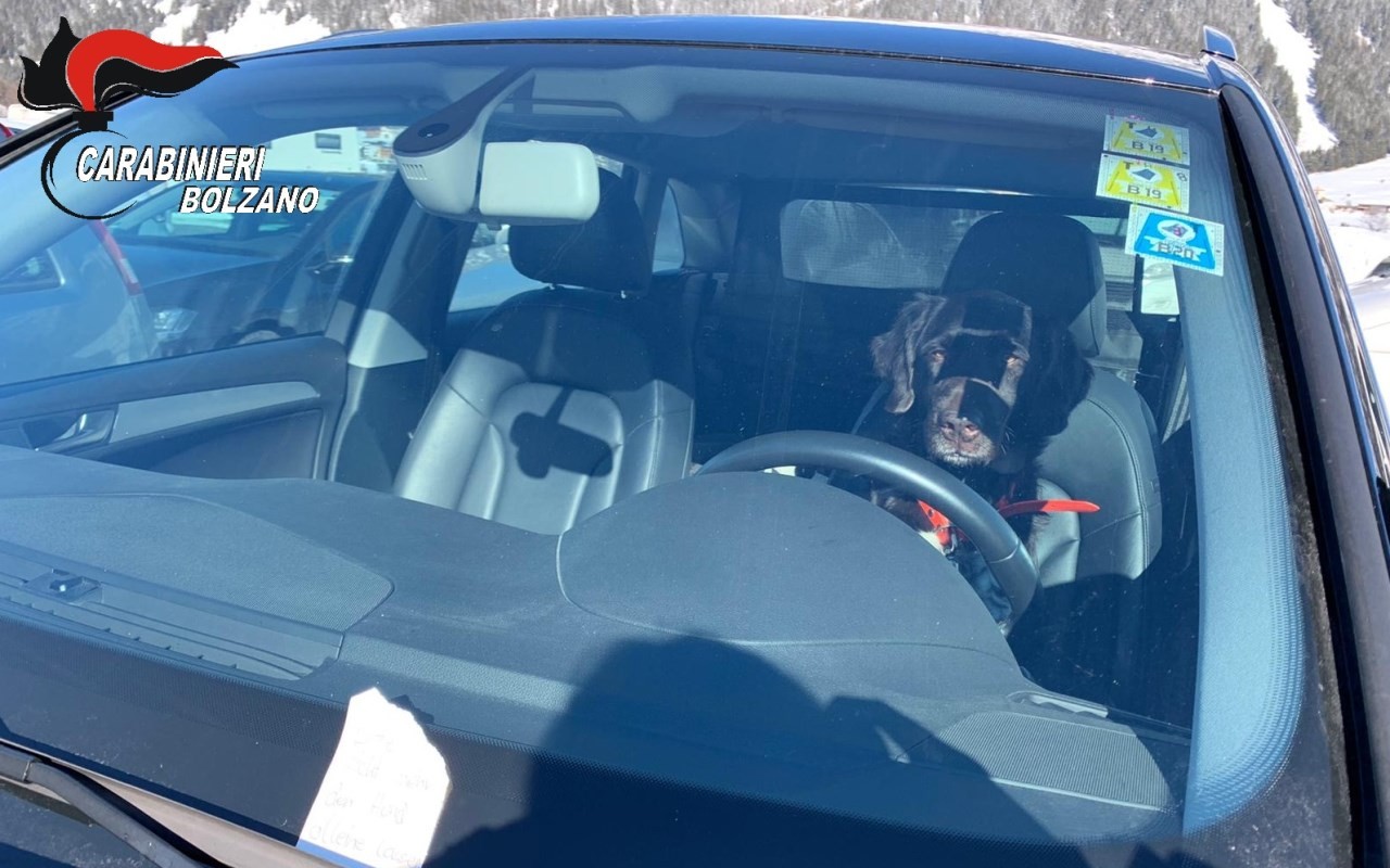 cane in auto 2