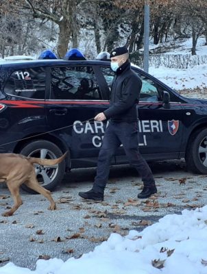 Segugio_CC_Firenze (3)