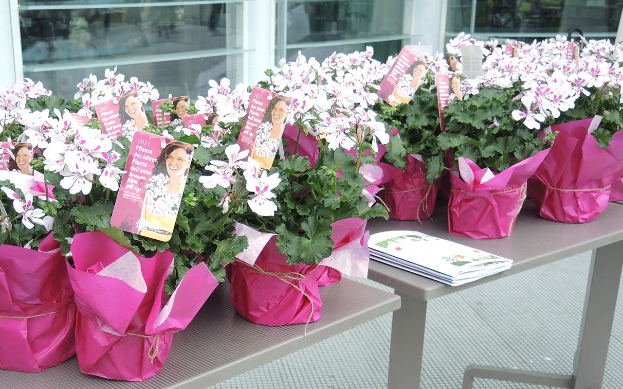 Bolzano-in-Arte-Fiore-15