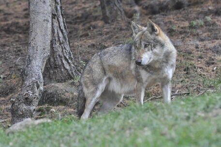 GARNIGA TERME, SONO STATI I LUPI AD UCCIDERE I DUE ASINI