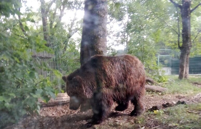 PROCESSO PER L’UCCISIONE DELL’ORSO M90, IL PRESIDENTE TRENTINO MAURIZIO FUGATTI RINVIATO A GIUDIZIO