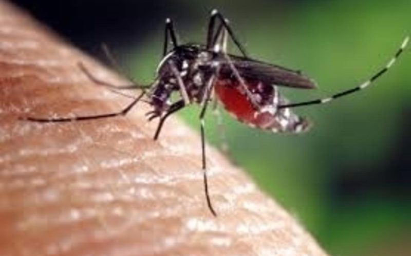TRENTO, CASO DI DENGUE A GARDOLO