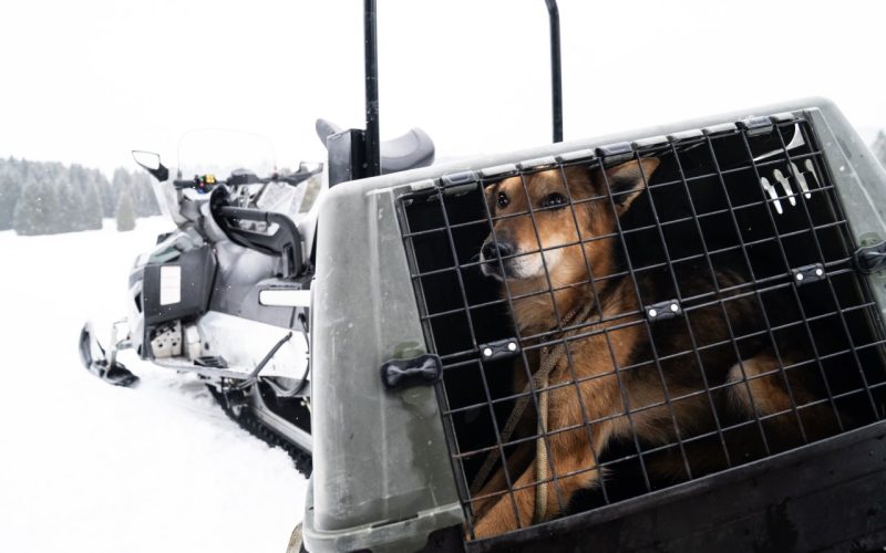 CANI MESSI IN SALVO A LAVARONE