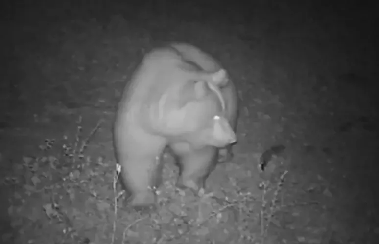 TRENTO, DUE CACCIATORI CHIEDONO IL RITO ABBREVIATO PER LA MORTE DELL’ORSA F36