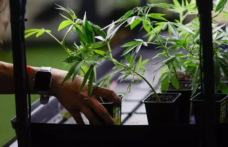 GARDOLO, I CARABINIERI SEQUESTRANO 3 CHILOGRAMMI DI MARIJUANA IN CASA DI UN INCENSURATO