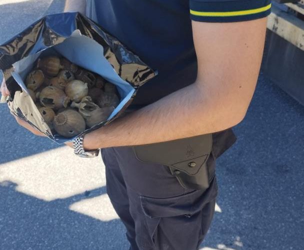 VAL PUSTERIA, MAXI SEQUESTRO DI BULBI DI PAPAVERO