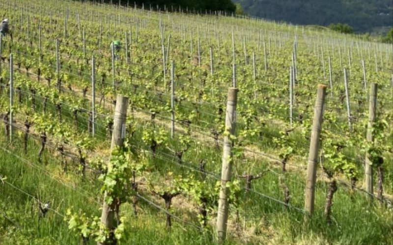 DROGA TROVATA IN UN VIGNETO A MEZZOLOMBARDO