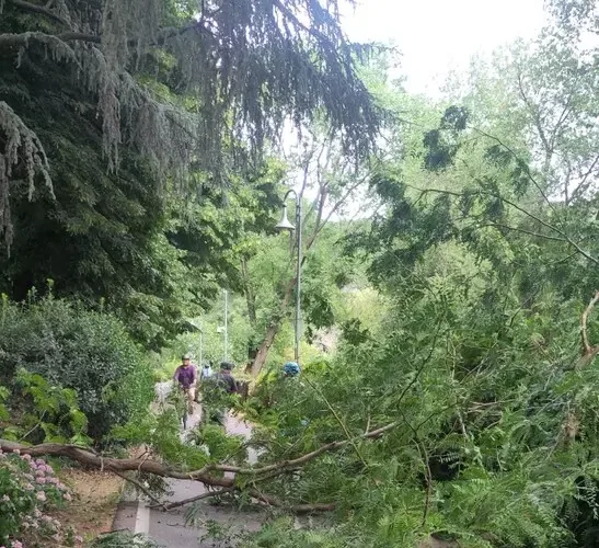 BOLZANO, CROLLANO RAMI SULLA PISTA CICLABILE DI VIA GENOVA