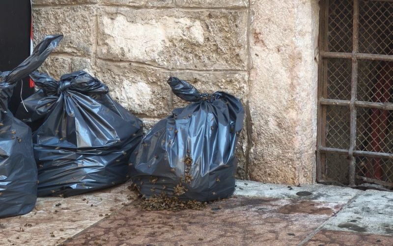 TRENTO, SCIAME D’API SUL MARCIAPIEDE IN VIA CAVOUR