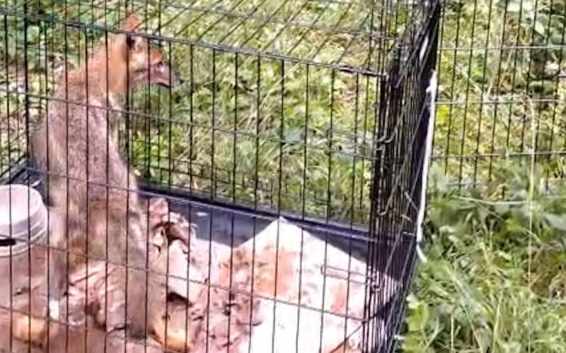 TIONE, RECUPERATO E REIMMESSO IN NATURA UNO SCIACALLO DORATO