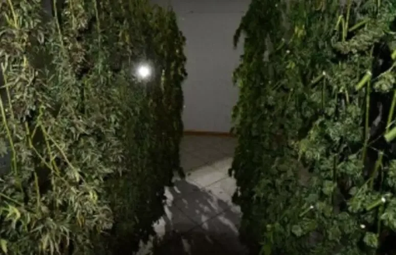 LA POLIZIA SCOPRE UNA COLTIVAZIONE DA 50 CHILI DI MARIJUANA